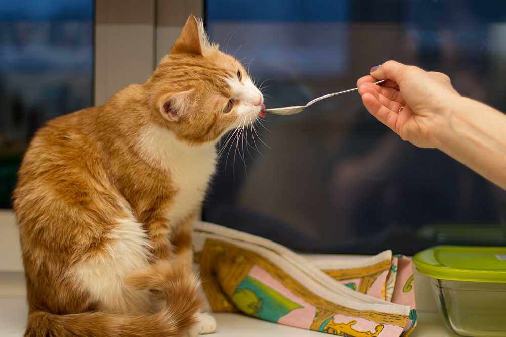 Почему кот ест землю, с чем может быть связано такое странное поведение