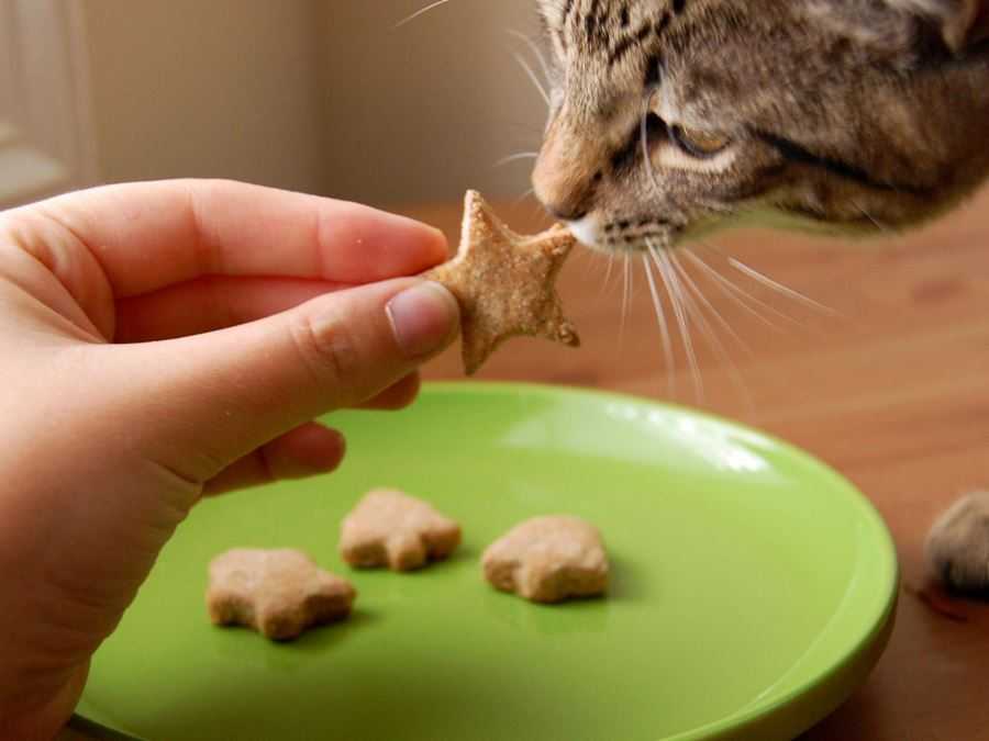 Почему ваша кошка или кот постоянно просит есть?