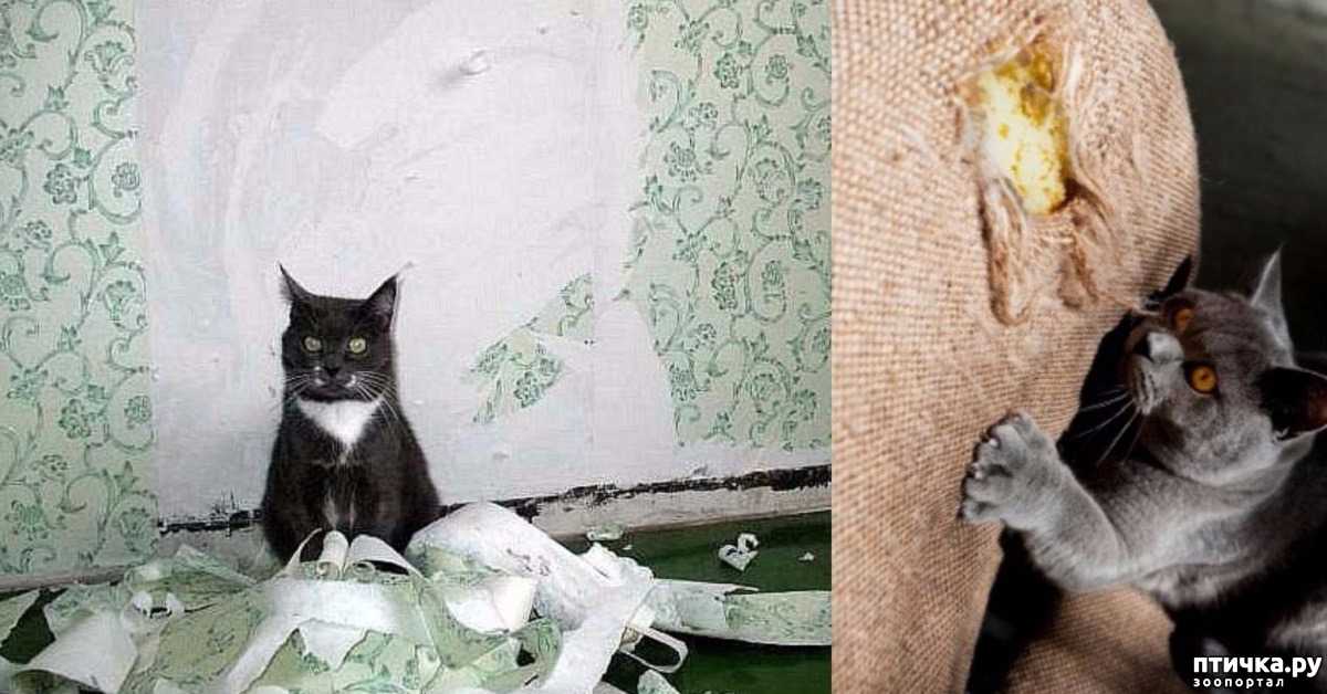 Черный кот в доме – 7 примет про них
