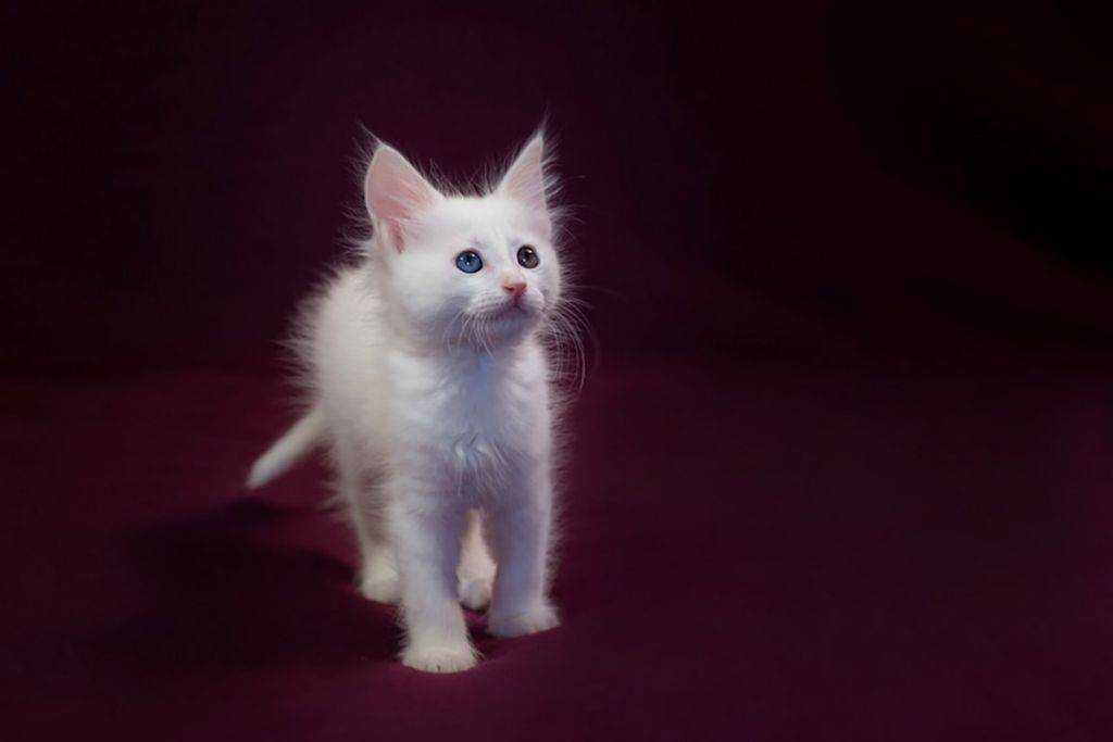 Турецкая ангора — характеристики вида, особенности рациона для кошки и остальные нюансы в обзоре! +115 фото