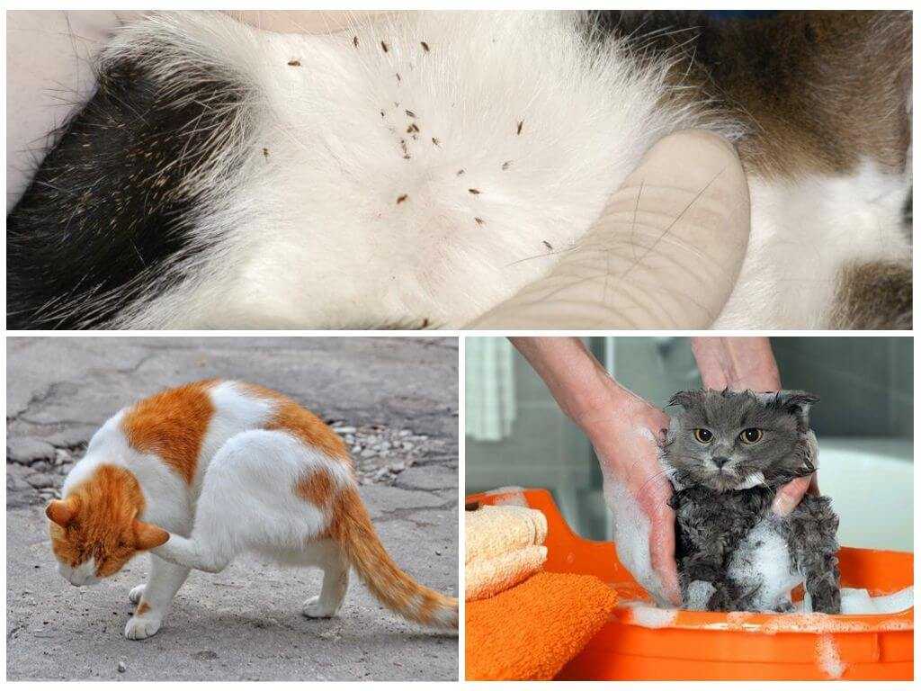Внешние паразиты у кошек: cимптомы, лечение, профилактика