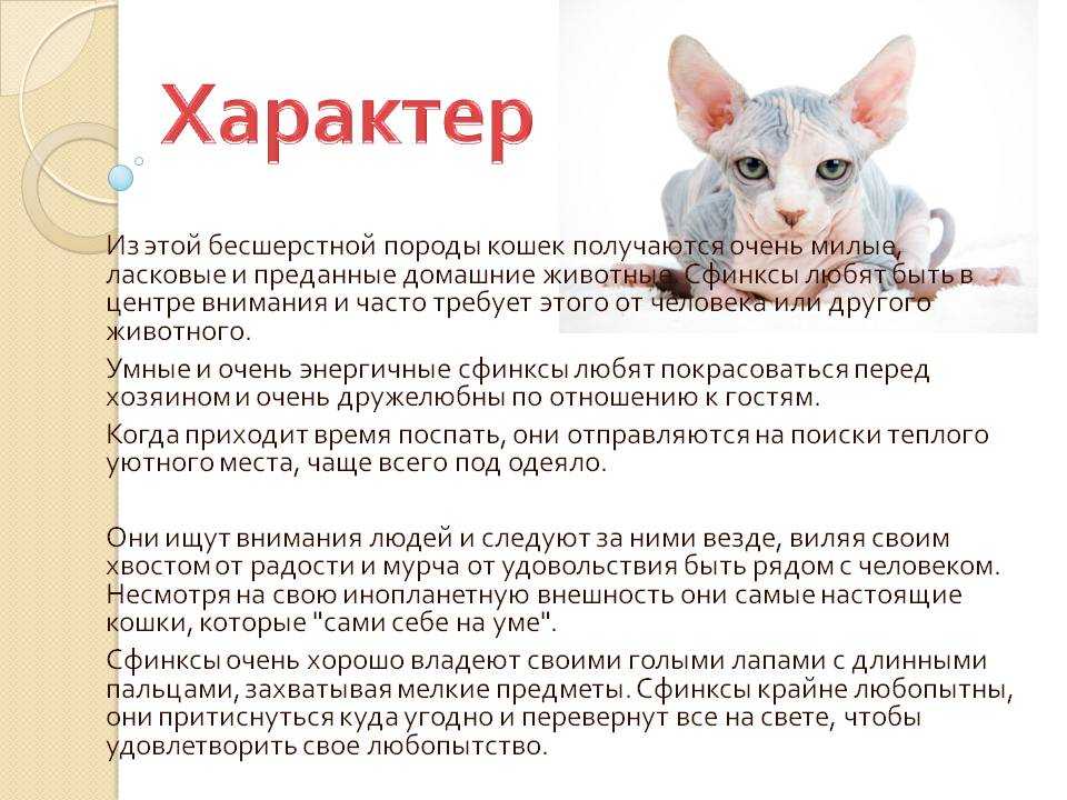Белая кошка (фото): особенности характера, уход за белоснежной красавицей - kot-pes