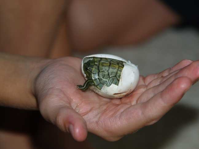 Домашняя красноухая черепаха отложила яйца