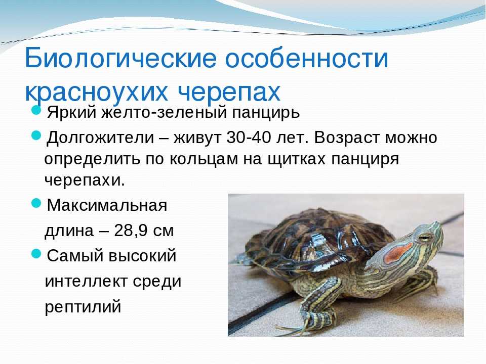 Красноухие черепахи: сколько могут без воды, чем кормить, особенности содержания, обустройство террариума :: syl.ru