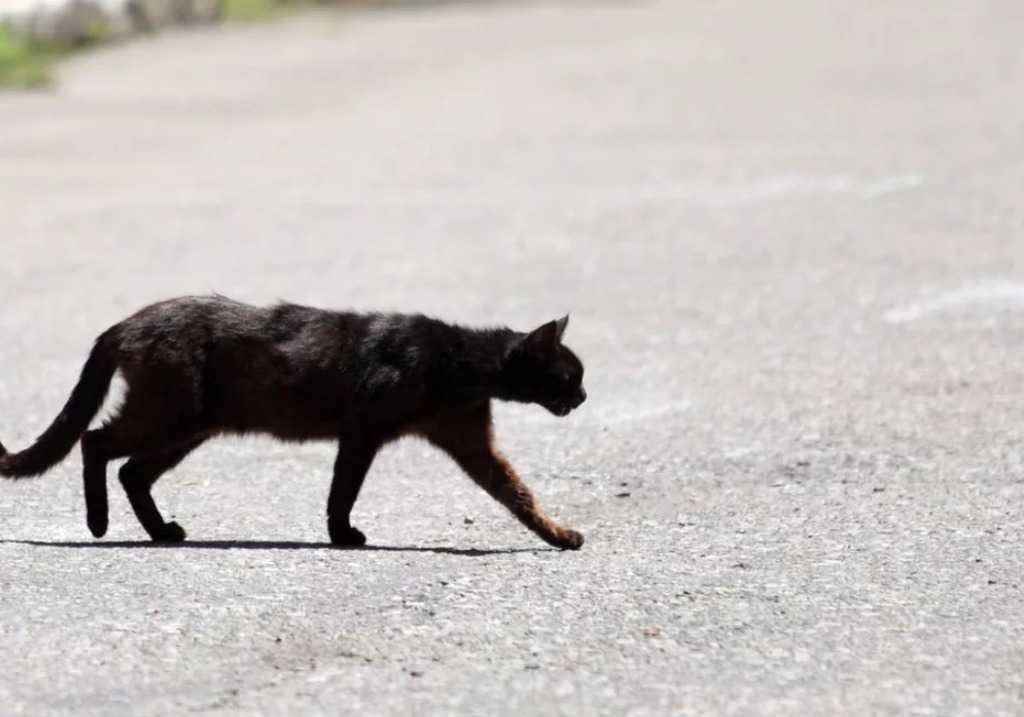 Черная кошка перебежала дорогу – примета, к чему перешла справа налево