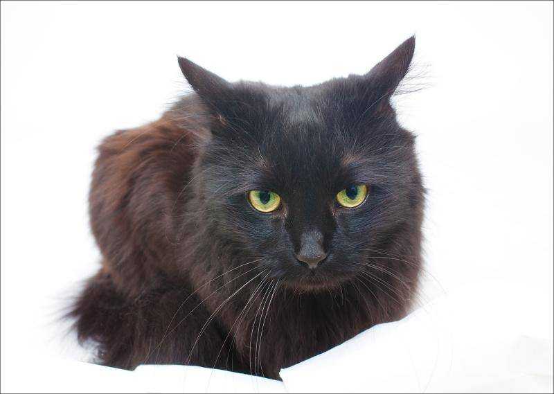 Йоркская шоколадная кошка (chocolate york cat)