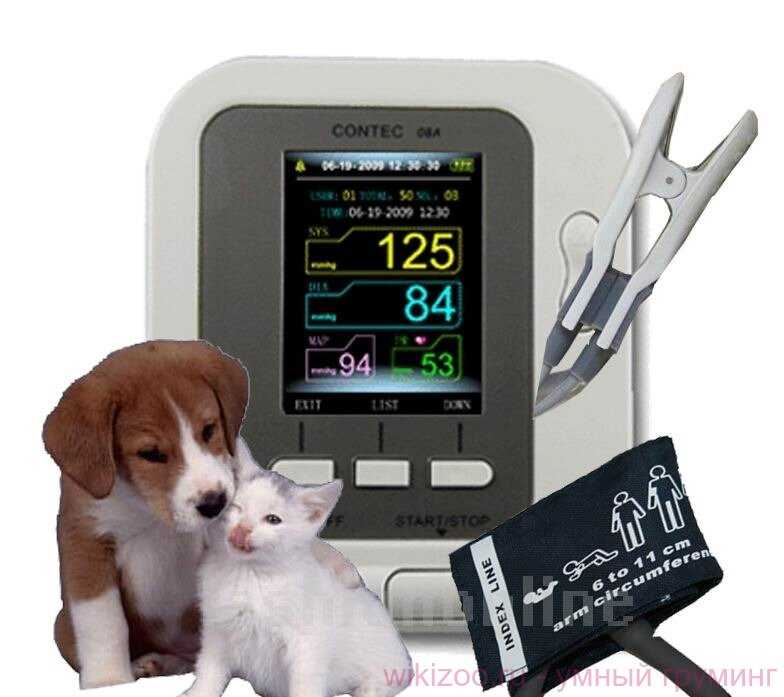 Артериальное давление у кошек: признаки, нормальные показатели, методы измерения и терапия