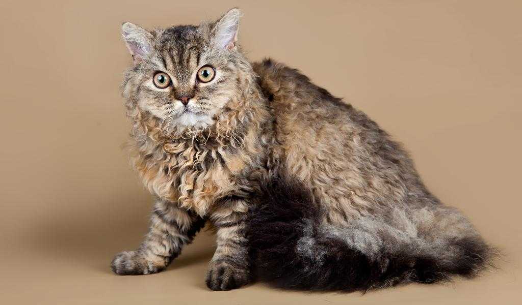 Селкирк рекс — 95 фото, описание, характер и особый уход за этой породой кошек