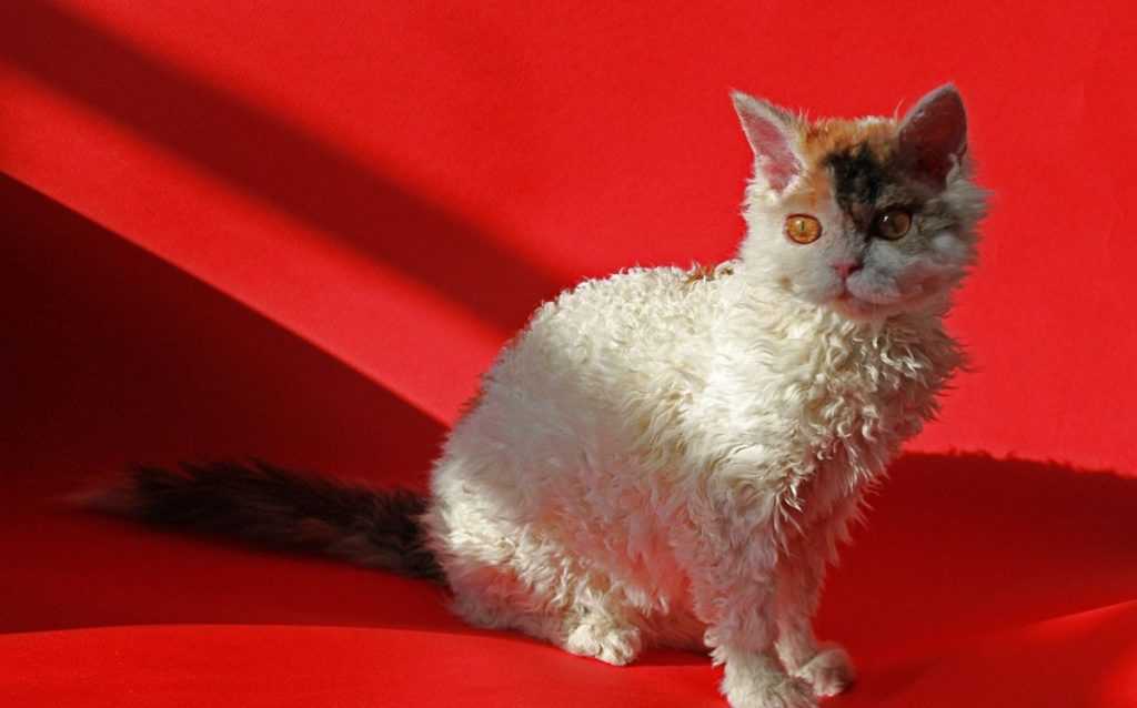 Порода кошек селкирк-рекс: как выглядит, чем кормить, как ухаживать