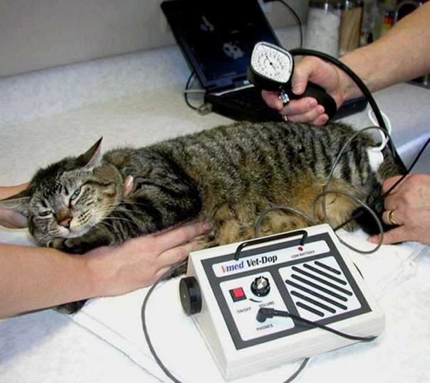 Гипертензия у кошек - повышенное давление у кошек