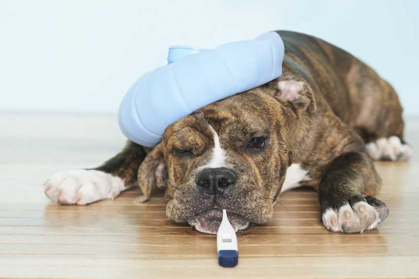 Анемия у собаки: симптомы, причины, лечение