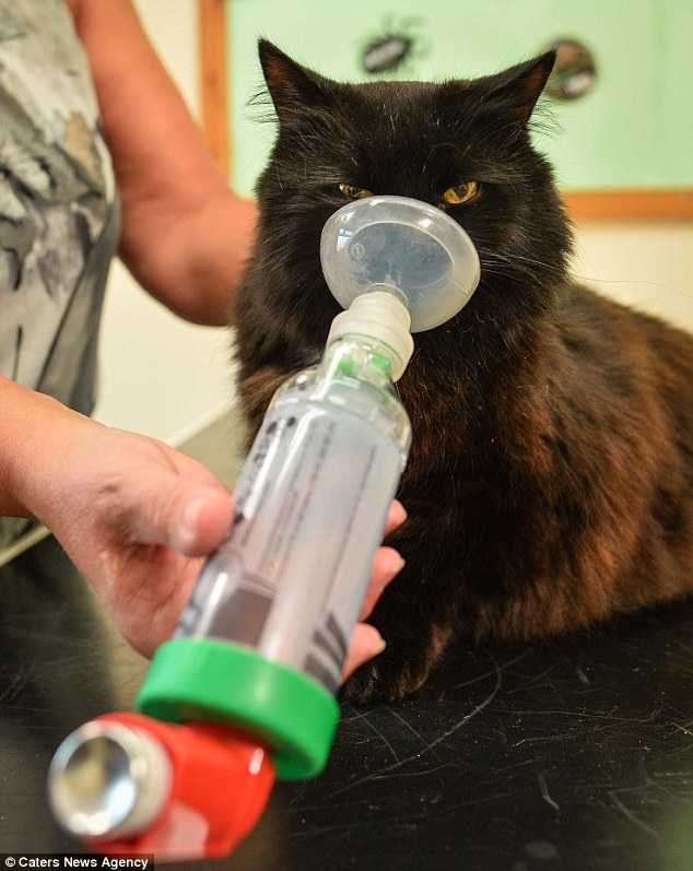 ингалятор для астмы котов