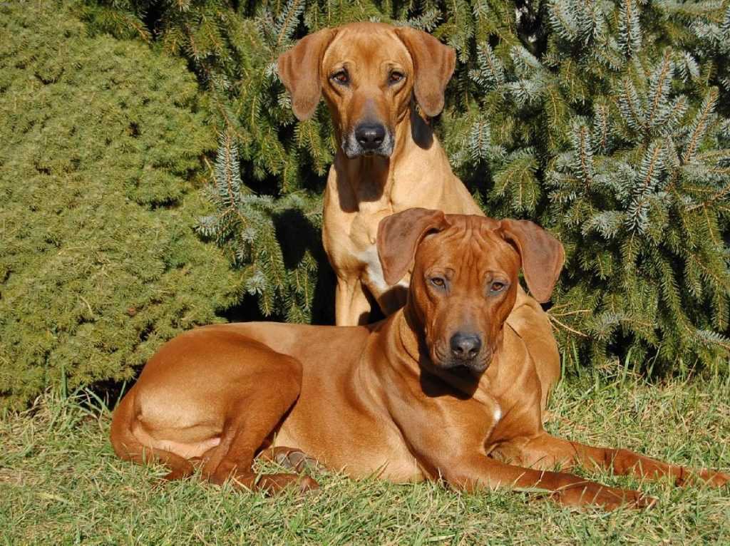 Родезийский риджбек - 125 фото собаки, выбор щенков, характер и характеристика породы