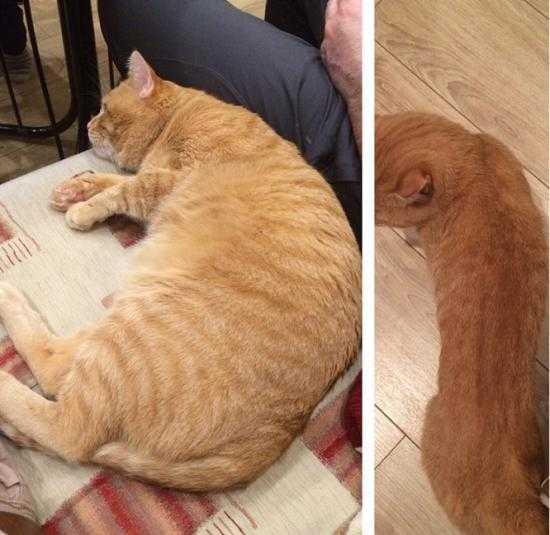 Кошка похудела. что делать?