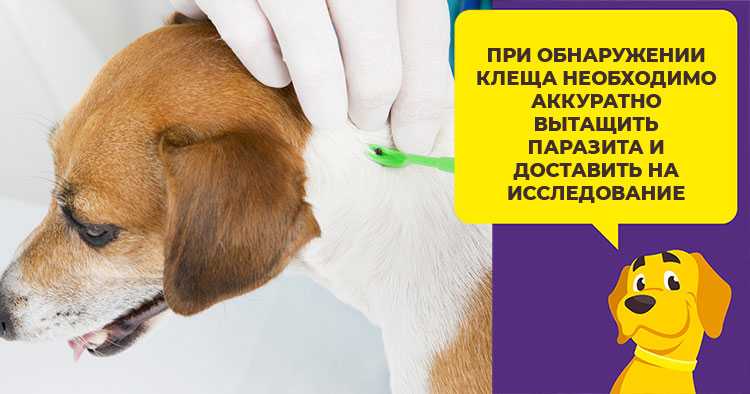 Биохимический анализ крови у собак что показывает расшифровка