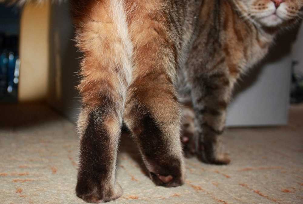 Артрит и артроз у кошек - симптомы и лечение | ветклиника берлога