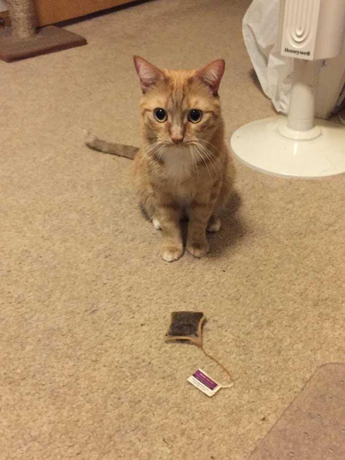 Почему кот приносит мышей хозяину. зачем кошки несут убитых животных домой: объясняем причину таких «подарков