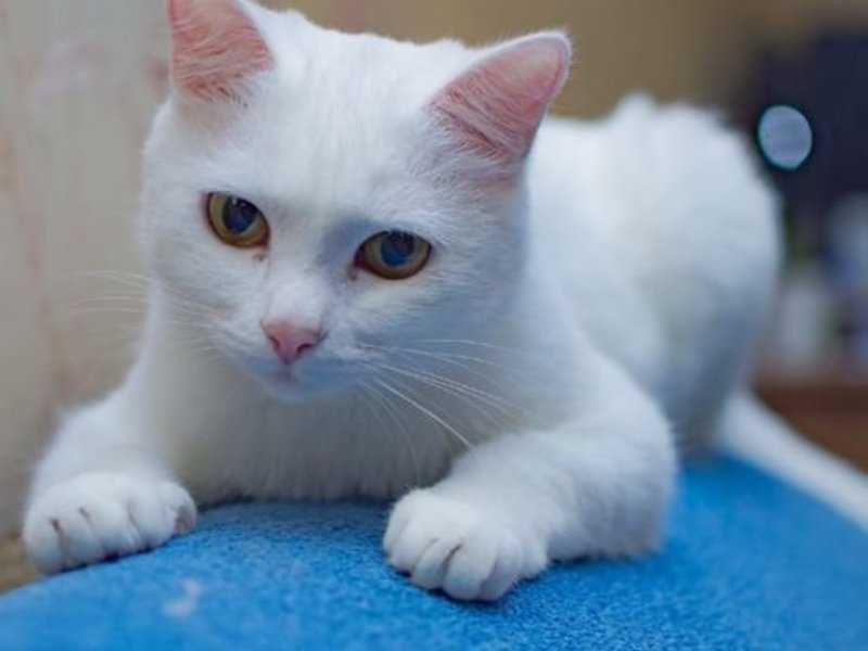 Глаза кошки разного цвета – достоинство или порок породы?