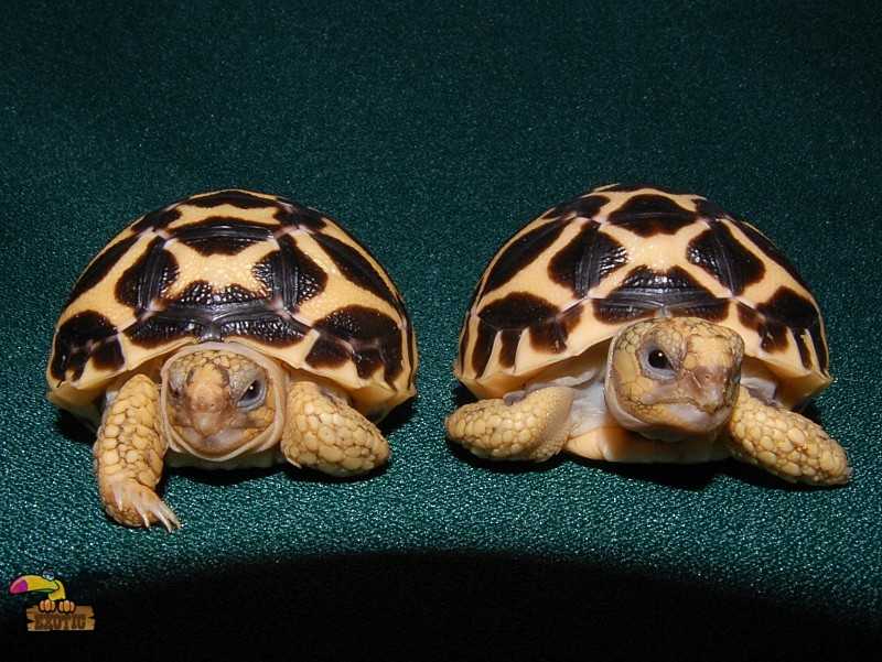 Размножение красноухих черепах: спаривание и разведение в домашних условиях (видео)