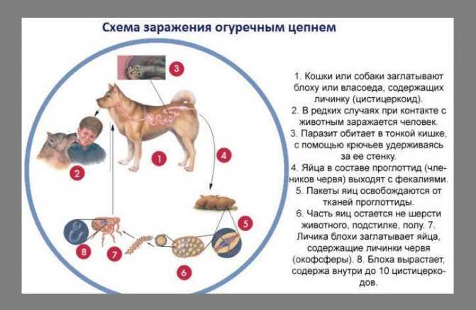 Дирофиляриоз у собак и кошек - лечение, симптомы, профилактика в москве. ветлиника "зоостатус"
