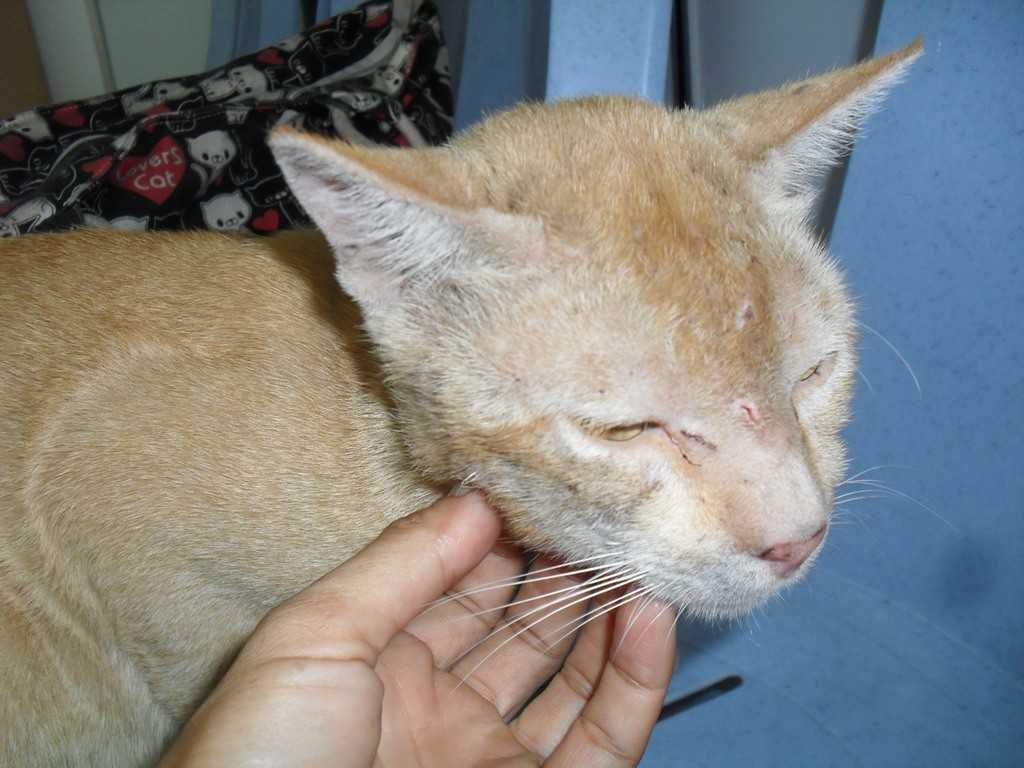 Вирусный иммунодефицит кошек. симптомы, лечение в беларуси