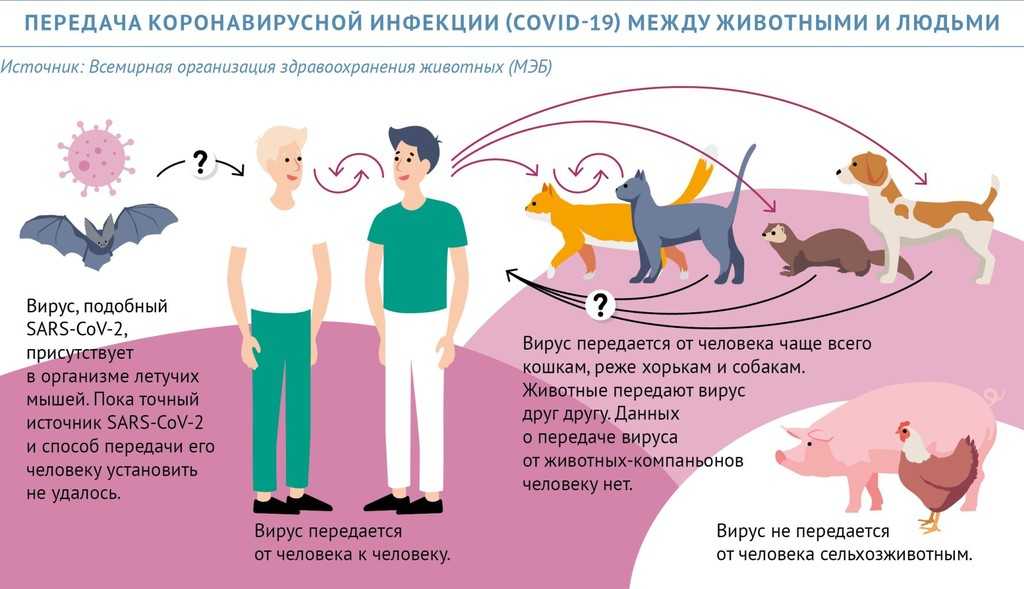Кальцивироз у кошек: как лечить, причины, симптомы, профилактика, лечение