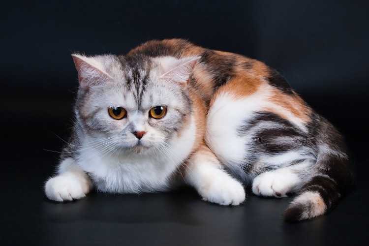 Описание породы кошек скоттиш-страйт (шотландская прямоухая): характеристика породы, происхождение, правила ухода и кормления, фото и видео.