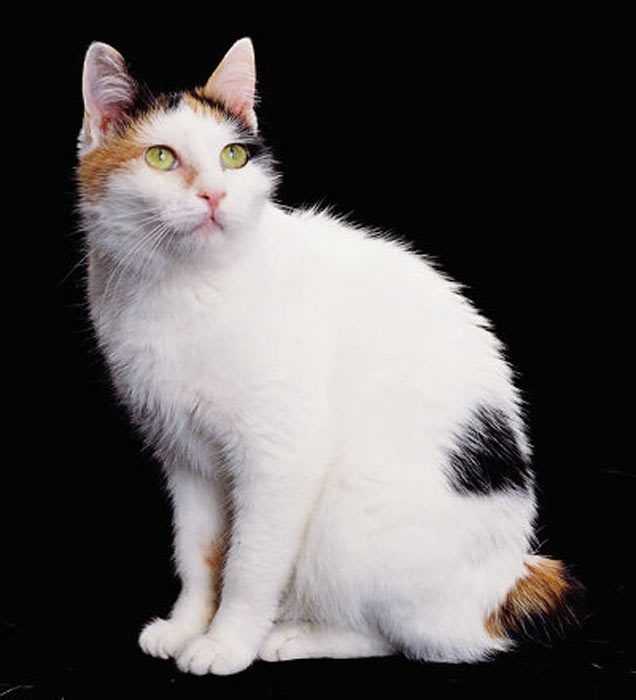 Окрасы британских кошек с белым – партиколоры