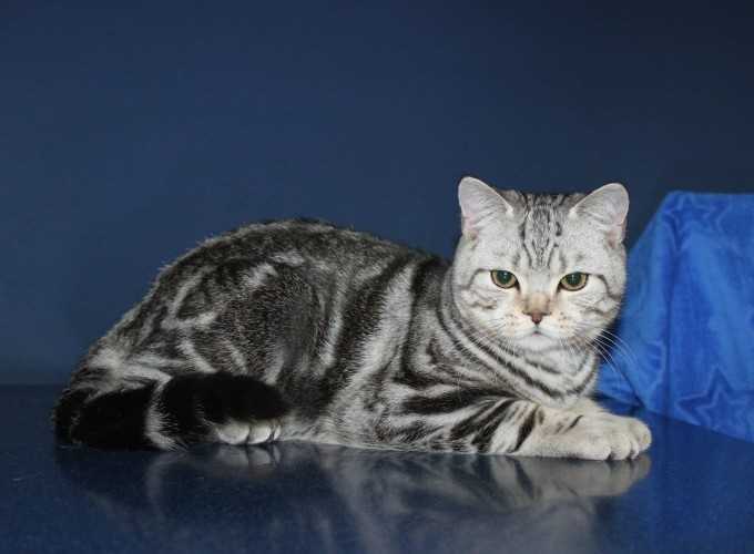 Окрасы шотландских прямоухих кошек (29 фото): черные и рыжие, серые и белые прямоухие коты, мраморные и дымчатые, голубые и полосатые скоттиш-страйты