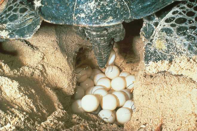 Размножение черепах в домашних условиях, основные моменты. разведение черепах в домашних условиях. как размножаются черепахи в домашних условиях