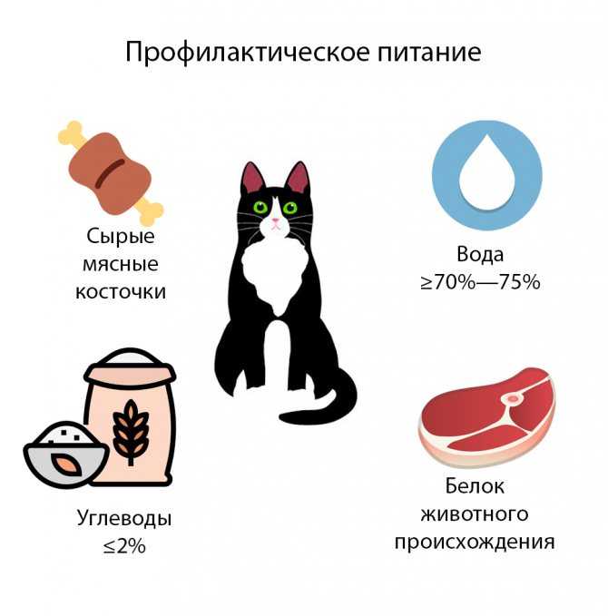 Чем лучше кормить кошек, советы ветеринаров: сухим или влажным кормом