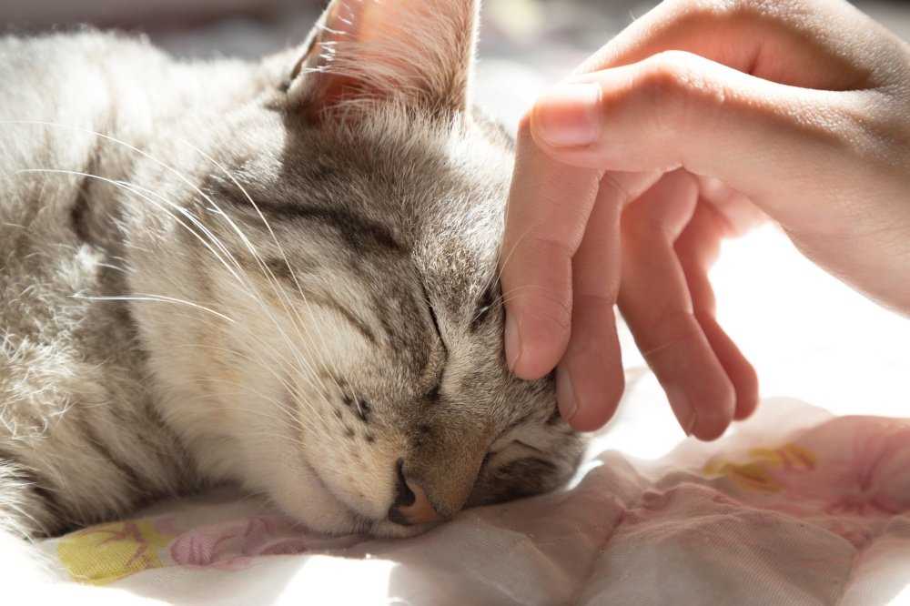 Почему кошки топчут нас лапками: мнение ученых и народная молва о том, почему кот может топтаться на хозяине