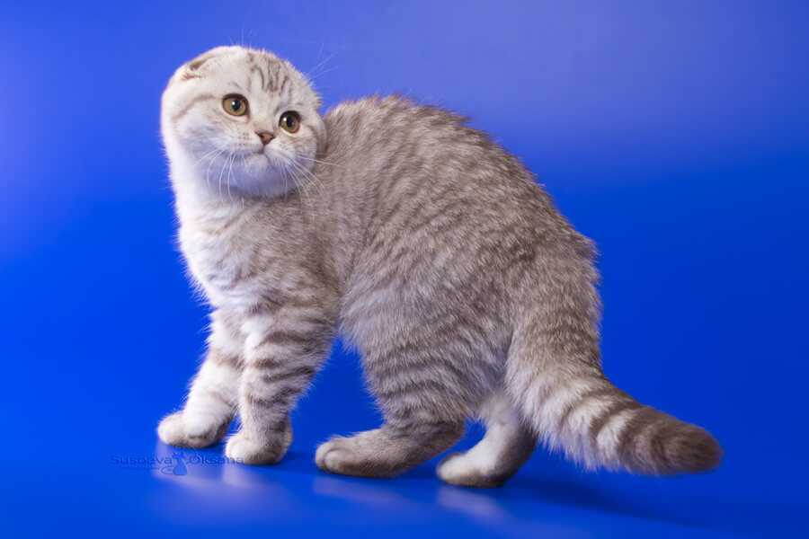 Скоттиш-страйт: 45 фото, цена котенка, окрасы и характер шотландской прямоухой кошки