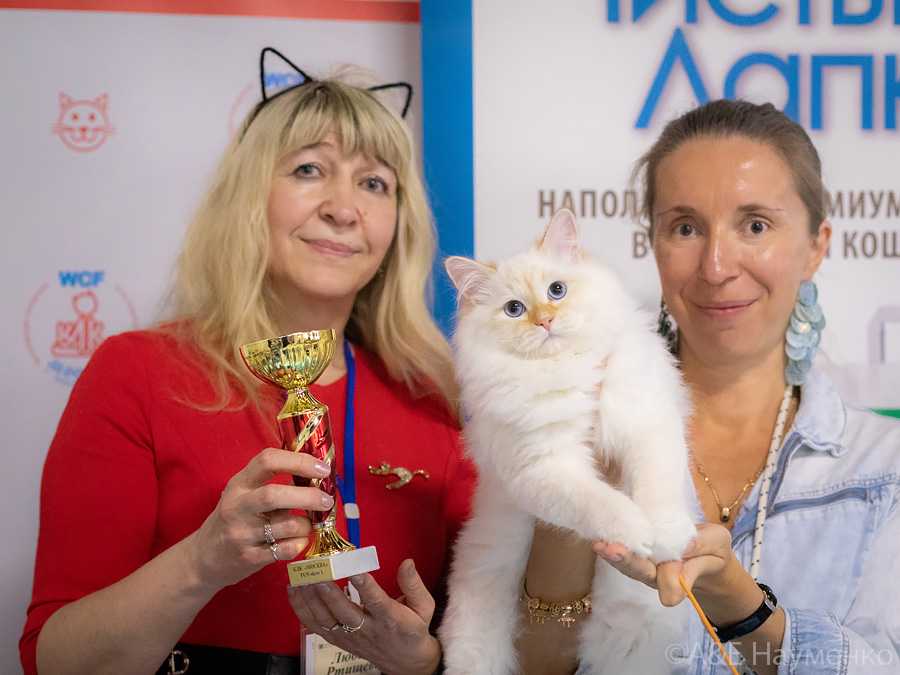 Пресс-конференция "разбор полётов с кошками", 7 марта 2020 года в москве на территории «крокус экспо» в рамках крупнейшей в россии выставки кошек «кэтсбург»