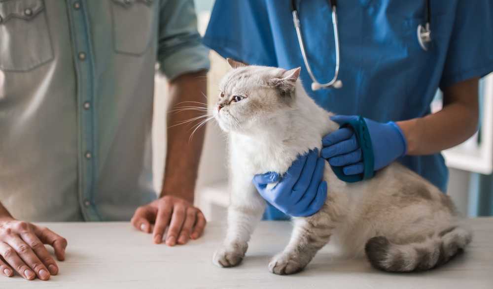 Эрозивно-язвенные поражения кожи у кошек. диагностика и лечение