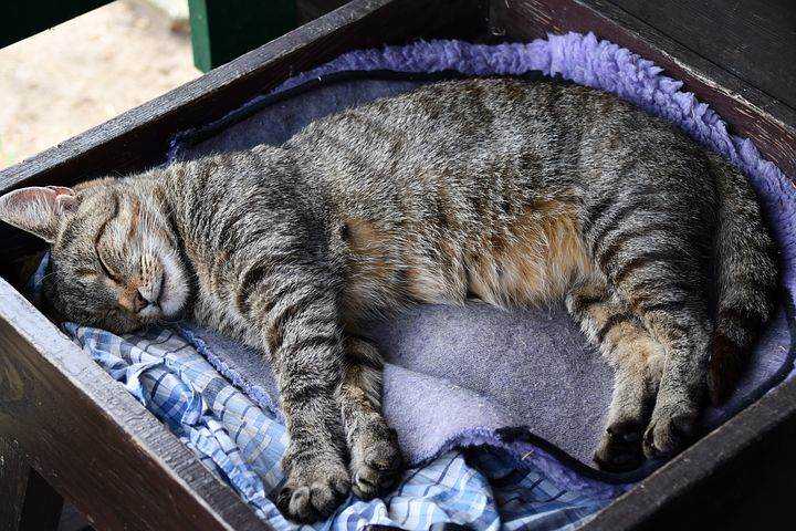 К чему снится кот по соннику? видеть во сне кота – толкование снов.