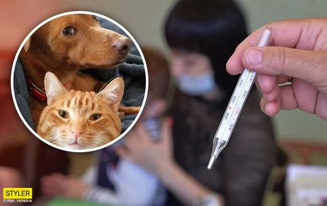 Кошки могут защитить своих хозяев от коронавируса