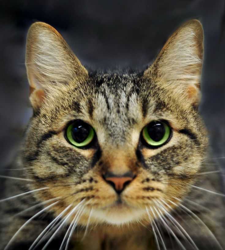 Бразильская короткошёрстная кошка : содержание дома, фото, купить, видео, цена