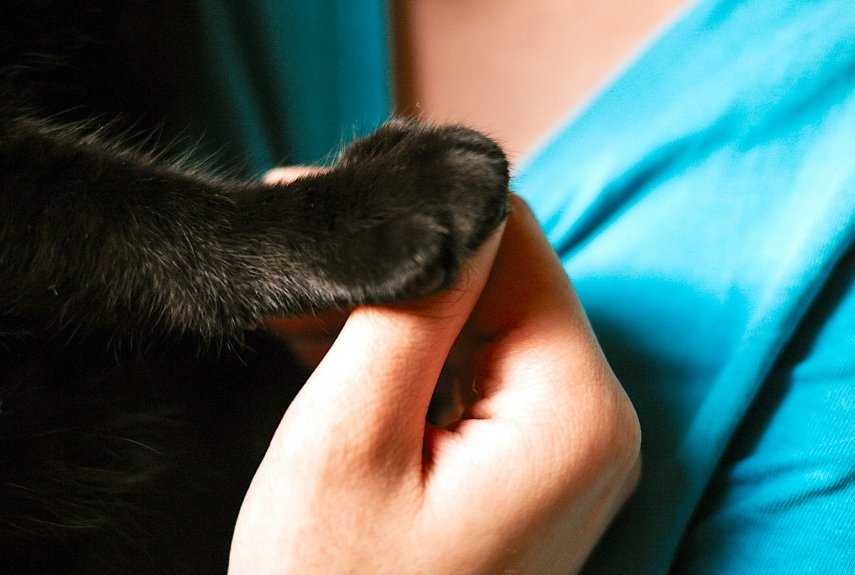 Почему кошка грызет когти — физиологические или психологические проблем