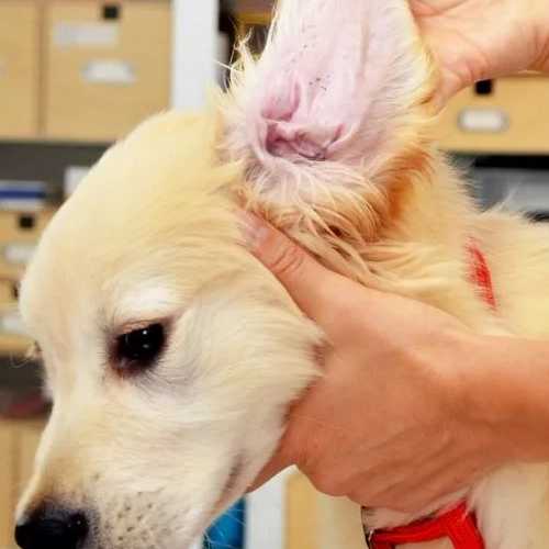 Лечение пироплазмоза (бабезиоза) собак