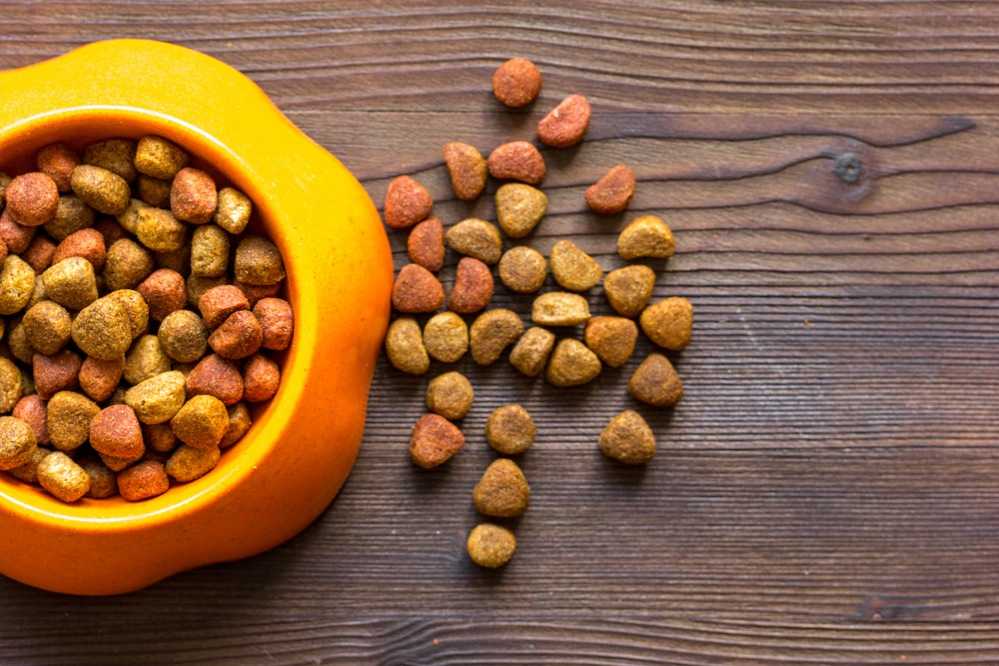 Витамины для собак при натуральном кормлении: виды, назначение витамином, дозировка