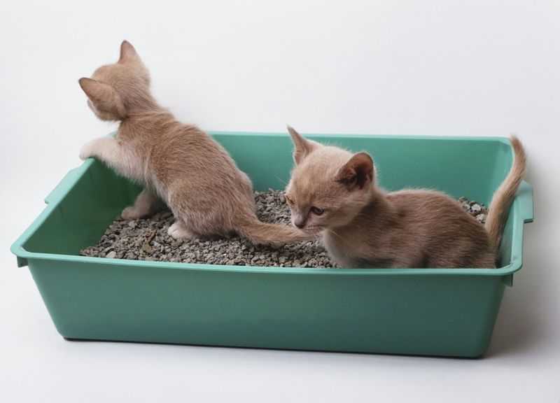 Как быстро приучить котенка к лотку без наполнителя? этапы приручения котов и кошек к решетке без наполнителя