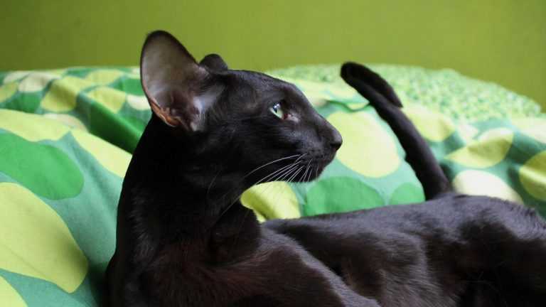 Окрасы ориентальных кошек (18 фото): описание котов рыжего и сиамского, черно-белого и шоколадного, эбони и других окрасов