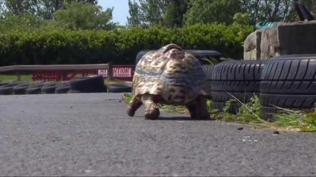 Кто быстрее: улитка или черепаха? - сайт о домашних питомцах