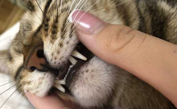 Сколько зубов у взрослой кошки?