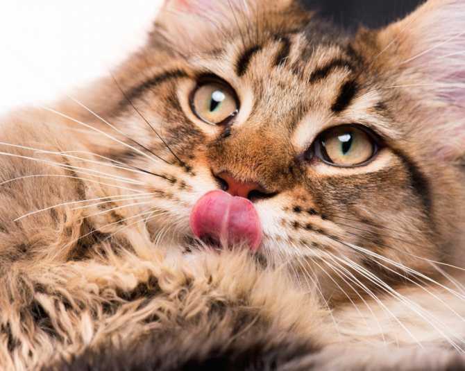 Могут ли коты и кошки понимать человеческую речь: научная точка зрения и выводы любителей кошачьего семейства, язык тела кошки