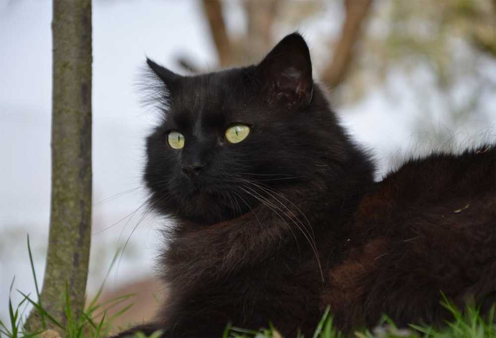Пушистый деликатес: особенности породы йоркская шоколадная кошка