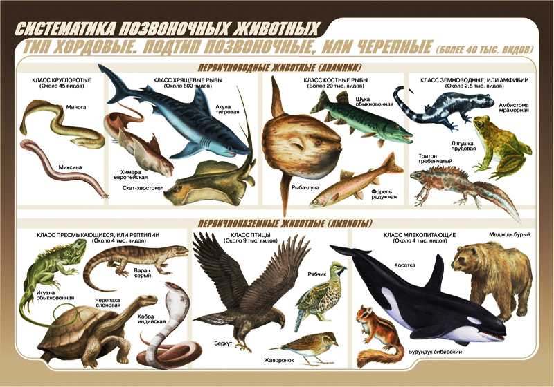 Список животных-рептилий: пресмыкающиеся, названия и характеристика видов, особенности размножения