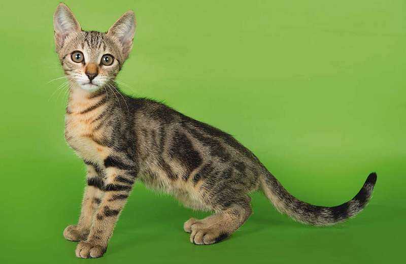 Сококе: описание породы кошек, фото и видео материалы, отзывы о породе