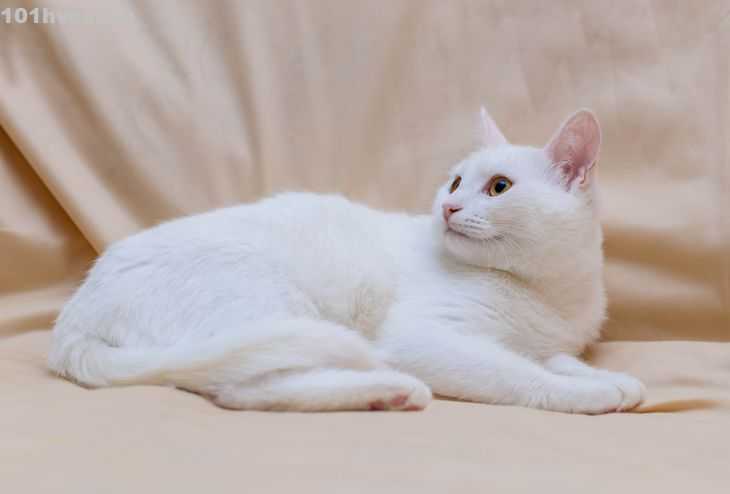 Анатолийская кошка: фото, описание породы, характер и разведение